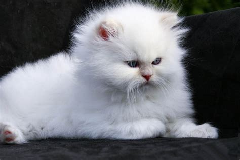 White Persian Cat Photography