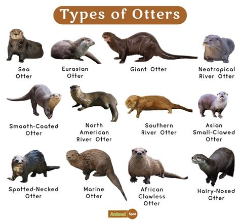 Otter Facts, Types, Diet, Reproduction, Classification, Pictures | Otter facts, Otters, Sea ...