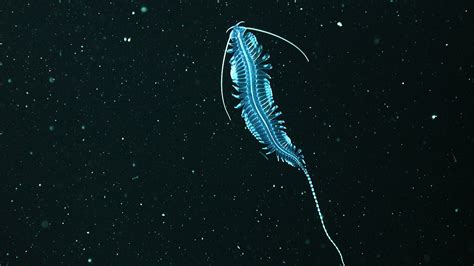 Bioluminescent Sea Animals