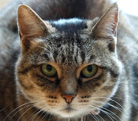 Free Photo | Closeup shot of a fierce-looking cat