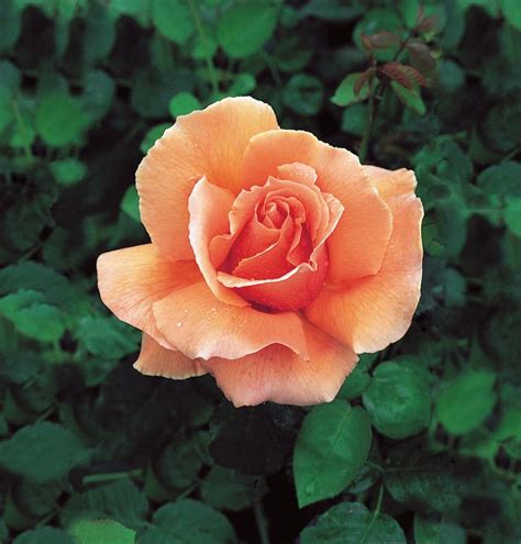 10 Hybrid Tea Rose Varieties to Grow - Birds and Blooms