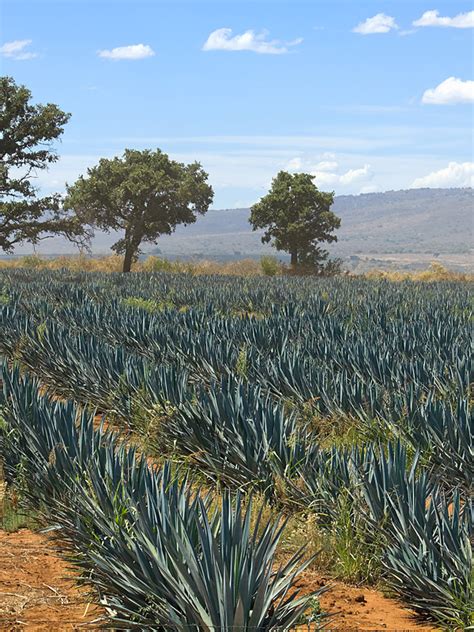 Lg. True Blue Tequila Agave Plant, Weber Azul (agave tequilana) – Urban Xeriscape