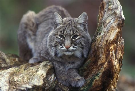 Indiana Cancels Bobcat Hunting Season Amid Public Outcry