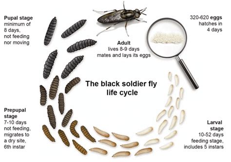 Black Soldier Fly Larvae Life Cycle - Design Talk