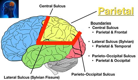 Lobes of the brain cerebral cortex anatomy function labeled diagram – Artofit