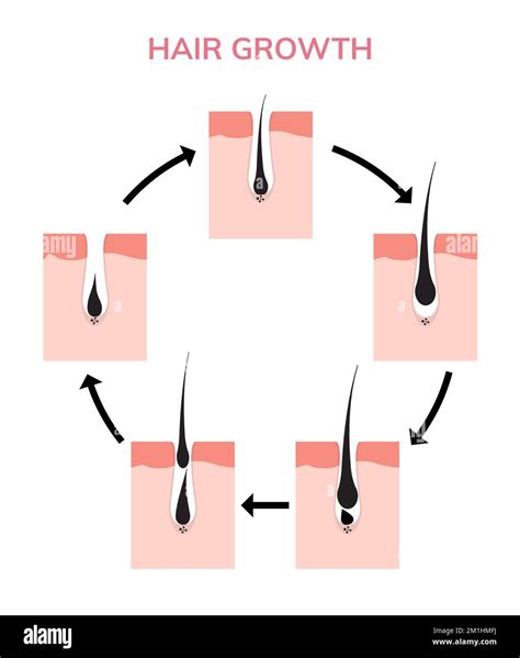 Hair growth cycle skin. Follicle anatomy anagen phase, hair growth ...