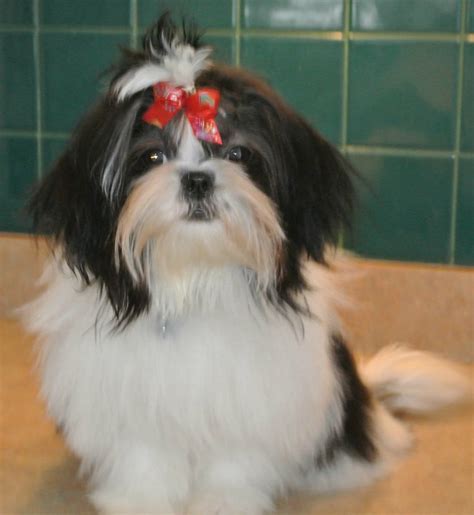 Full Grown Maltese Shih Tzu Black And White - Janeesstory