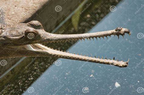 Sharp teeth of crocodiles stock image. Image of serpent - 284167963