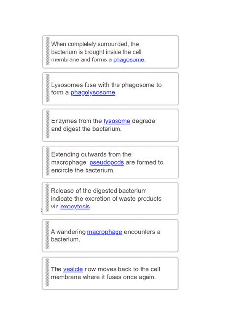 Vesicular transport process - order Diagram | Quizlet