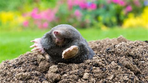 Mole-Proof Your Yard And Garden With This Household Essential