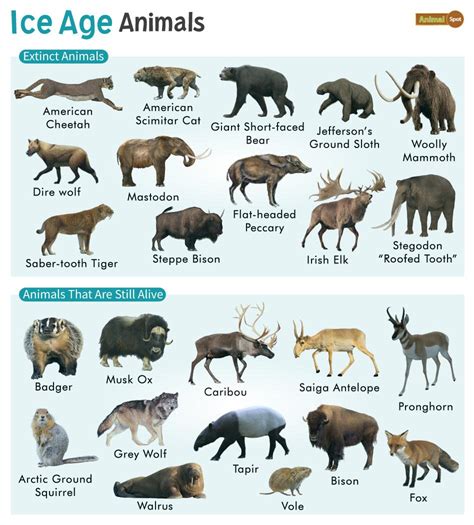 Ice Age Animals – Facts, List, Pictures