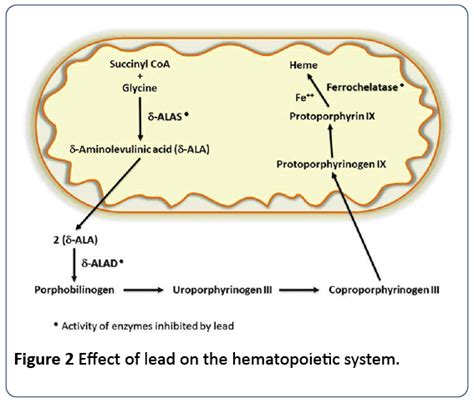 Lead Poisoning Anemia