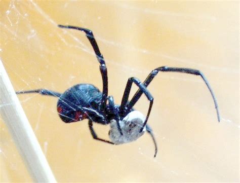 Latrodectus mactans - Wikipedia