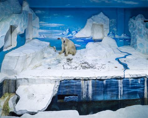 Heartbreaking photos of the constricted habitats of polar bears in captivity - PLAIN Magazine