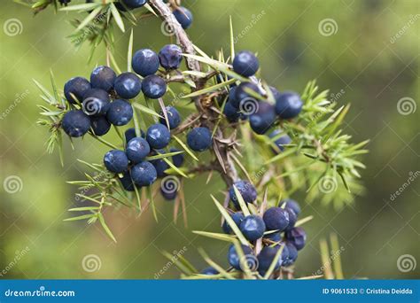 Juniper berries stock image. Image of berries, shrub, ornamental - 9061533