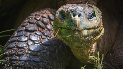 Unique Galapagos Islands Animals in Photos | The Planet D