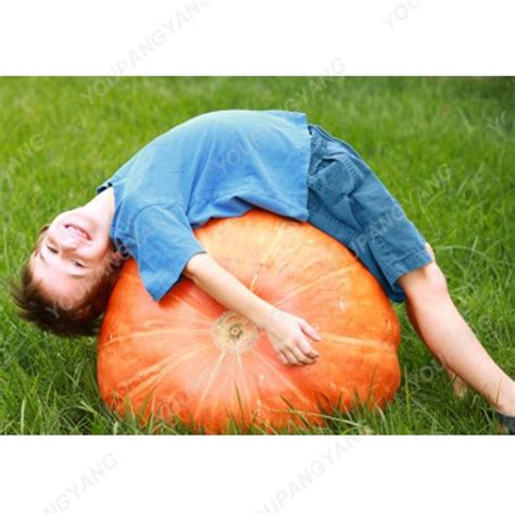 Giant Pumpkin Seeds Pack Of 30 Organic - BestSeedsOnline.com - Free Shipping Worldwide