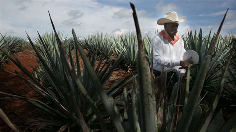 A Behind-the-Scenes Look at the Current Agave Crisis - PUNCH