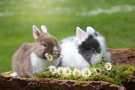 10 Most Beautiful Rabbit Breeds