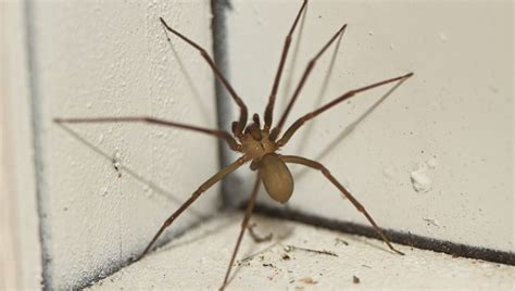 Brown Recluse Spider Bite Poisoning In Dogs: Symptoms, Causes, & Treatments - DogTime