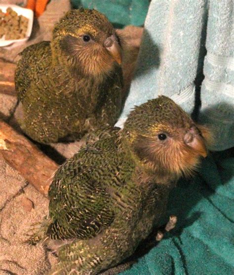 Kakapo breeding season best on record | Otago Daily Times Online News