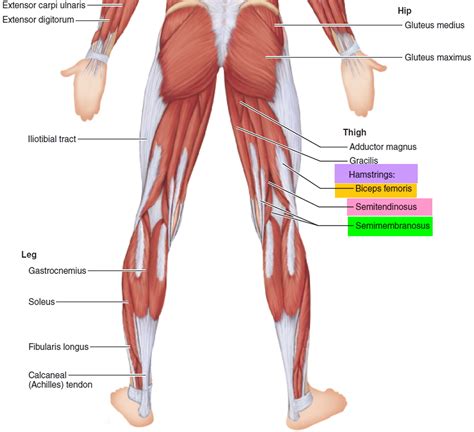 Hamstring Injury - Causes, Symptoms, Recovery Time & Treatment