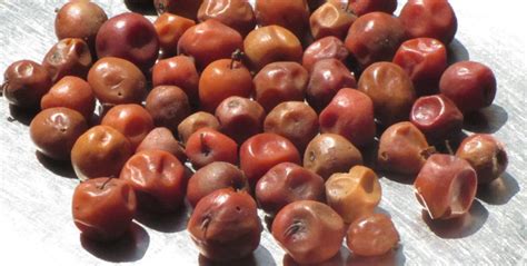 25 Fun And Interesting Facts About Jujube - Tons Of Facts