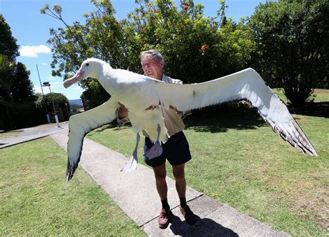 Albatrosses have the longest wingspan of any bird on Earth – up to 3.4 meters (11 feet) : r ...