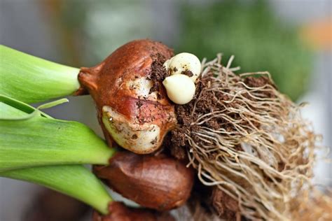 Locate Healthy Bulb Offsets To Easily Propagate New Amaryllis Plants For Your Collection ...