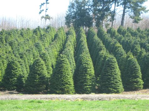 Lone Cedar Tree Farm - Home