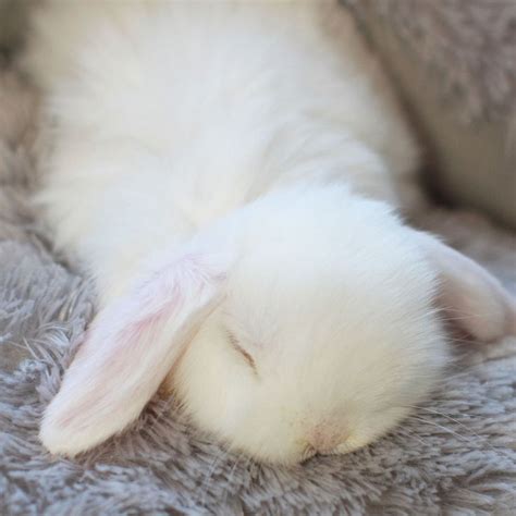 158 best Sleeping bunnies images on Pinterest | Rabbits, Bunnies and ...