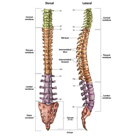 Lower Muscles of Back Anatomy and Low Back Pain (2022)