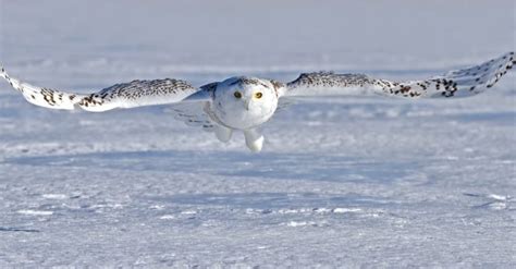 Snowy Owl Bird Facts | Bubo scandiacus - Wiki Point