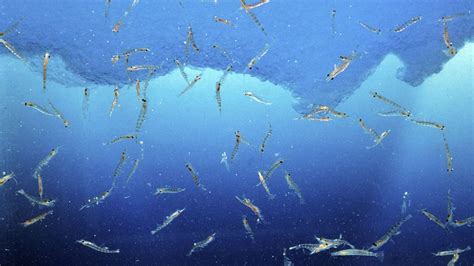 Intensified krill fishing increasingly threatens the ecosystem - Noor Verk