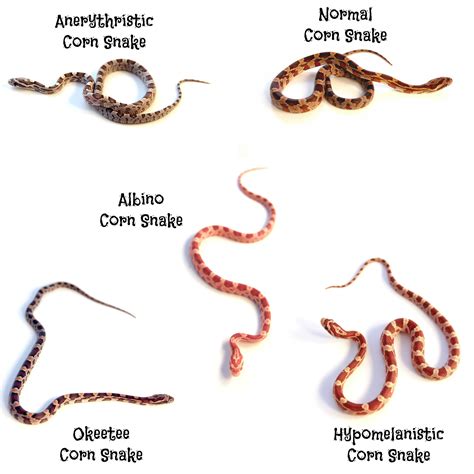 Corn Snake Morphs Guide