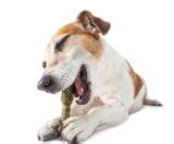 Gingivitis in Dogs: Science-based Prevention and Treatment