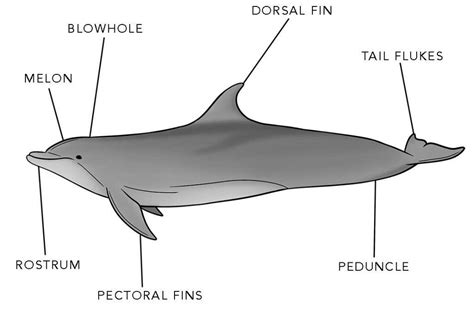 The Fascinating Anatomy of Sea Lions: A Visual Guide