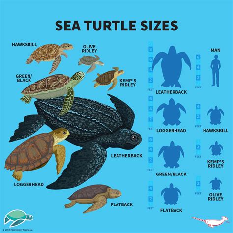 A Comparison Of Sea Turtle Sizes