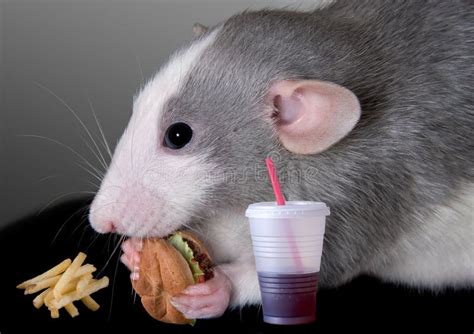 Rat eating fast food stock photo. Image of nobody, mammal - 10190986