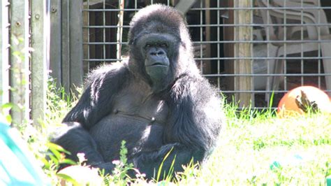 Koko, the Gorilla Who Knew Sign Language, Dies