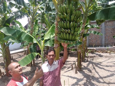 Manisnya Budidaya Pisang Raja