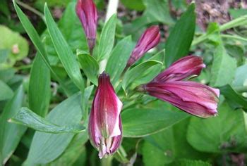 Garden Bloggers Bloom Day May 2011 | The Lazy Composter