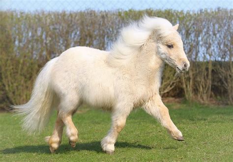 Shetland Pony Breed Information, History, Videos, Baby, Pictures