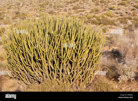 Indian Desert Plants With Names