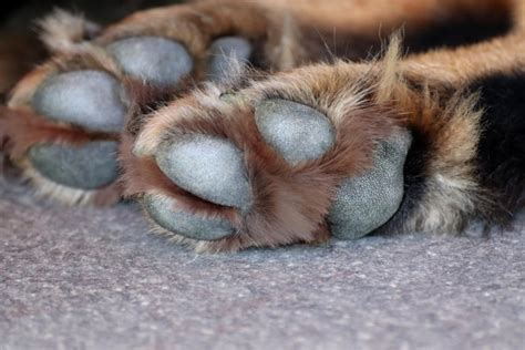 Dog Paw Yeast Infections: Symptoms, Treatment, and Prevention - Dr. Buzby's ToeGrips for Dogs