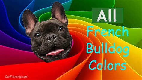 French Bulldog Colors – OurFrenchie