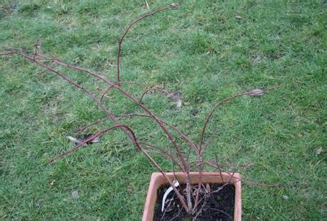 Pruning Blueberries - Paperblog