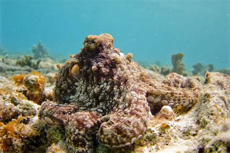 Why do Octopuses have 9 Brains, 3 Hearts, and Blue Blood? Surprising Facts About Smart Suckers ...