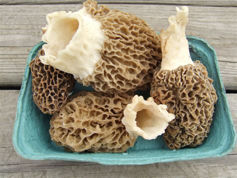 White Morel Mushrooms, Suttons Bay, Michigan. | Stuffed mushrooms, Morel mushroom, Suttons bay