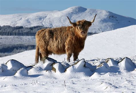 Warnings remain as fresh snow sweeps across Scotland - The Sunday Post